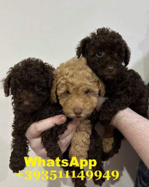 Regalo cuccioli di barboncino maschio e femmina giocherelloni | Foto 1