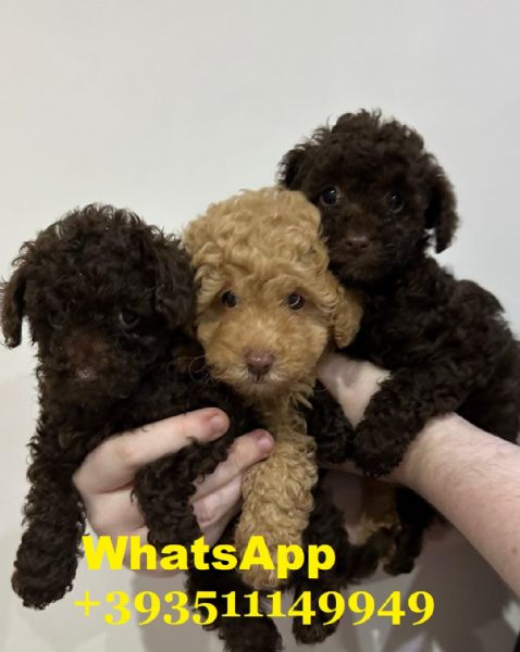 Regalo cuccioli di barboncino maschio e femmina giocherelloni | Foto 0