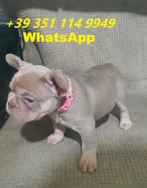 Regalo cuccioli di Bulldog franc&eacute;s maschio e femmina giocherelloni | Foto 2