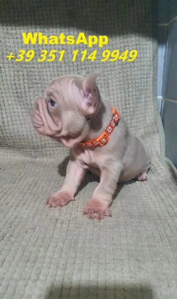 Regalo cuccioli di Bulldog franc&eacute;s maschio e femmina giocherelloni