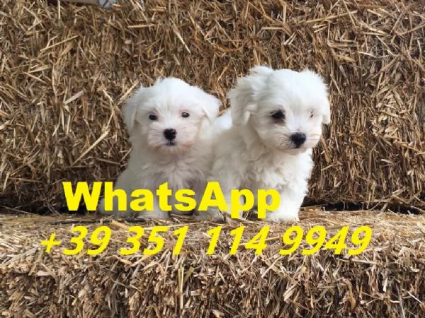 Regalo cuccioli di Maltese maschio e femmina giocherelloni | Foto 0