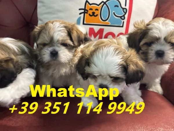 Regalo cuccioli di Shitzu maschio e femmina giocherelloni | Foto 1