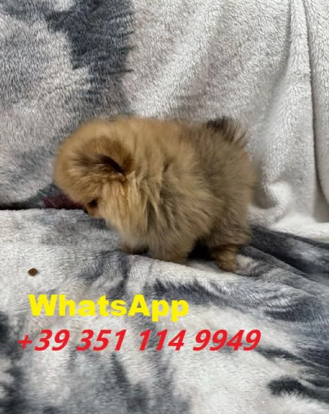 Regalo cuccioli di Volpino Pomerania maschio e femmina giocherelloni | Foto 1