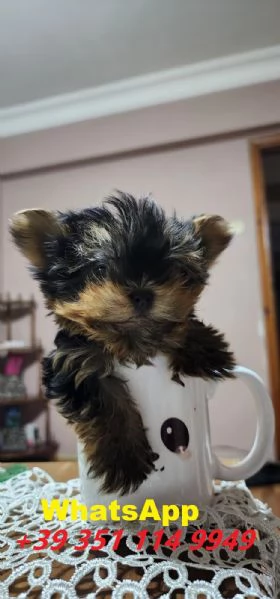 Regalo cuccioli di Yorkshire maschio e femmina giocherelloni