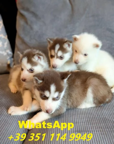 Regalo cuccioli di Husky maschio e femmina giocherelloni