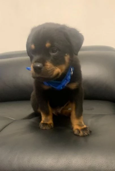 Regalo cuccioli di Rottweiler maschio e femmina giocherelloni | Foto 1