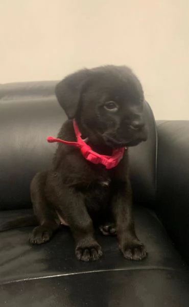 Regalo cuccioli di Rottweiler maschio e femmina giocherelloni | Foto 0