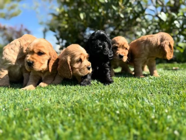  Adorabili cuccioli di Cocker Spaniel