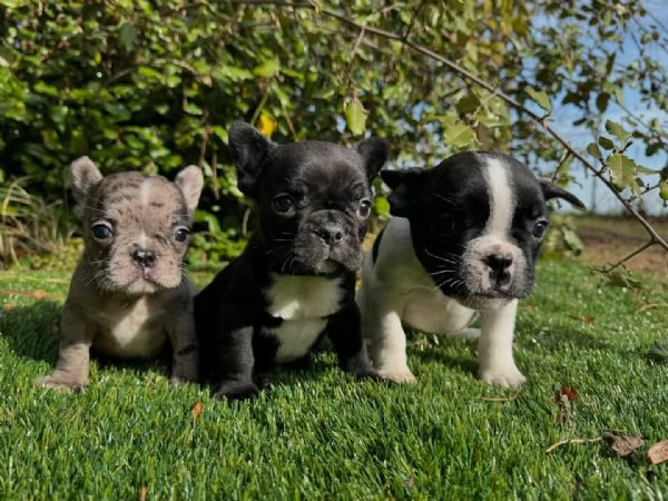  Bulldog Francese 