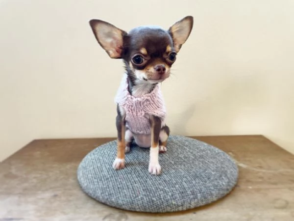  Cuccioli di Chihuahua