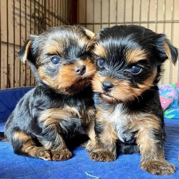 Teacup Yorkshire Terrier