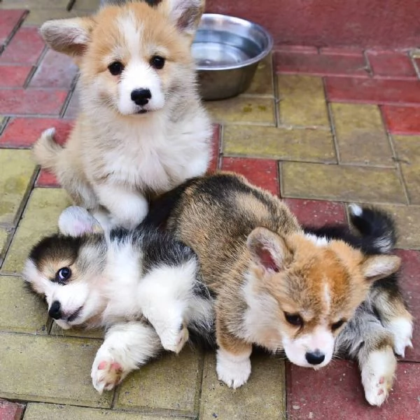  Pembroke Welsh Corgi 