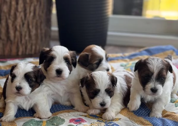 Cuccioli di Bichon Havanese in vendita