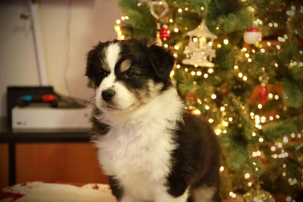 Cuccioli Australian Sheperd