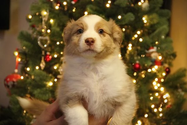 Cuccioli Australian Sheperd | Foto 2
