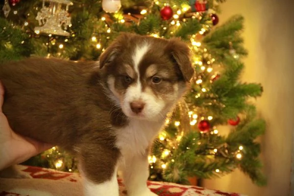 Cuccioli Australian Sheperd | Foto 0