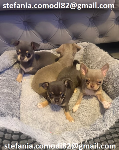 Regalo cuccioli di chihuahua Mini toy cuccioli di chihuahua mini toy  , ancora disponibili un maschi