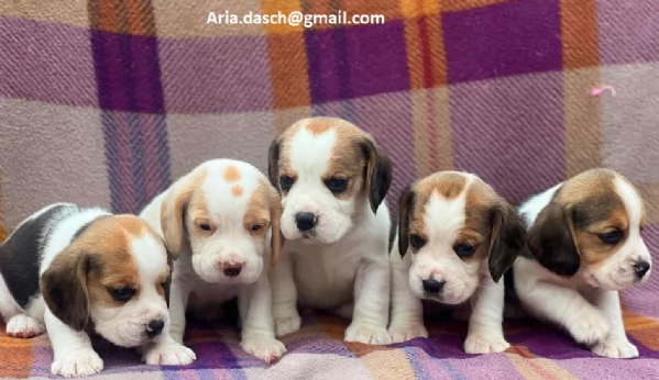 Regalo Cuccioli di Beagle Disponibili bellissimi cuccioli di Beagle taglia standard mantello tipico 