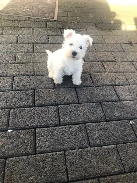 Bellissimi cuccioli di Westie, cuccioli di West Highland White Terrier di razza pura | Foto 2
