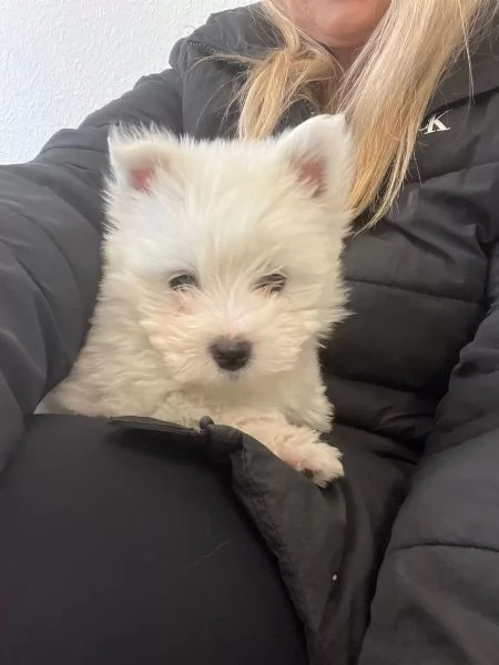 Bellissimi cuccioli di Westie, cuccioli di West Highland White Terrier di razza pura | Foto 1