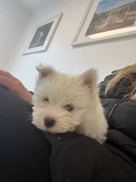 Bellissimi cuccioli di Westie, cuccioli di West Highland White Terrier di razza pura