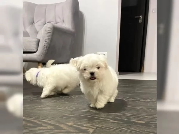  cucciola bellissima maltese Mini Toy | Foto 0