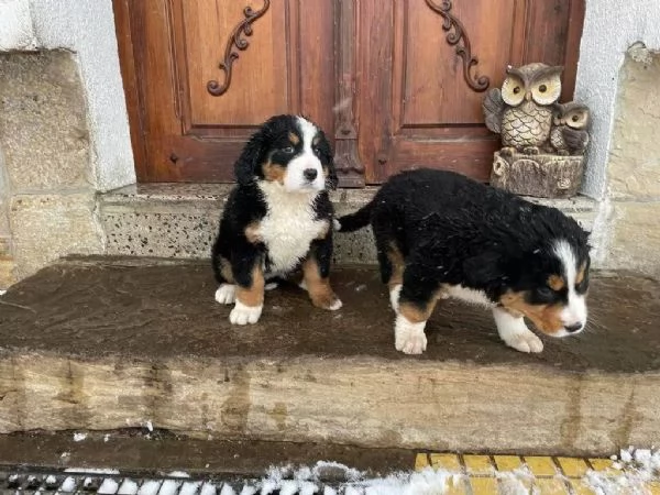 Cuccioli bellissimi di bovaro del bernese. | Foto 3