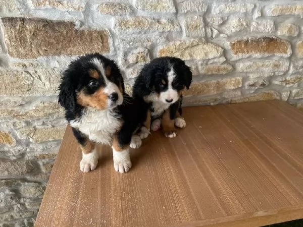 Cuccioli bellissimi di bovaro del bernese. | Foto 2