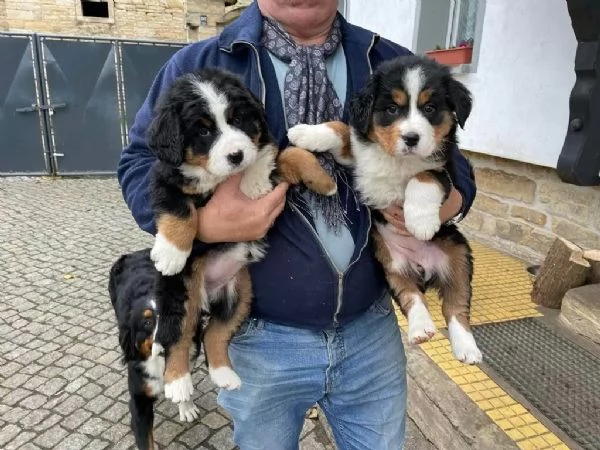 Cuccioli bellissimi di bovaro del bernese. | Foto 1