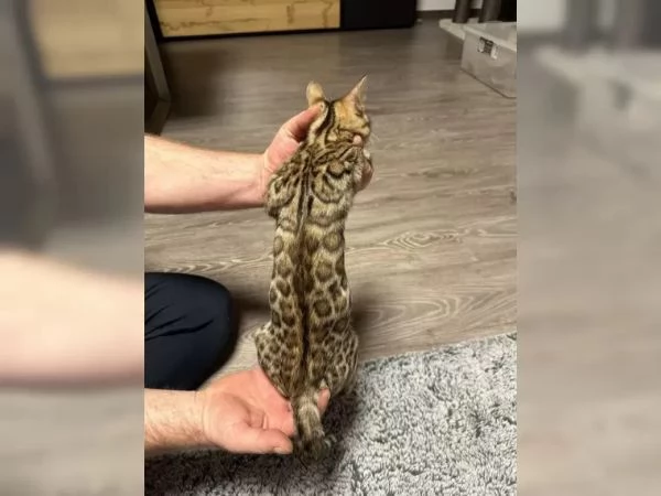 Disponibile da subito cuccioli di gatto del Bengala | Foto 0