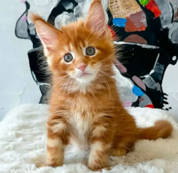 GATTINI MAINE COON Unico!!!! | Foto 0