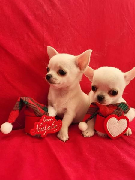 Chihuahua bianco | Foto 1