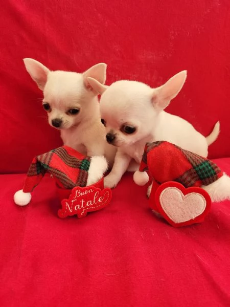 Chihuahua bianco | Foto 0