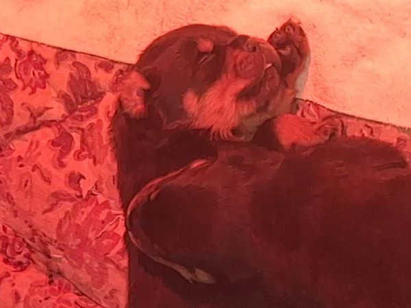 Vendesi  cuccioli di rottwailer  | Foto 3