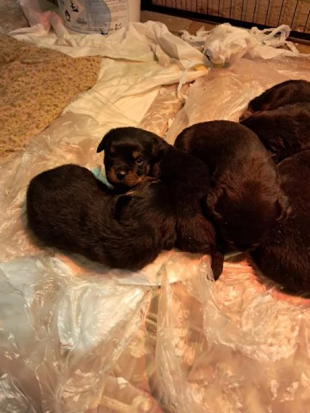 Vendesi  cuccioli di rottwailer  | Foto 2