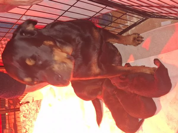 Vendesi  cuccioli di rottwailer  | Foto 1