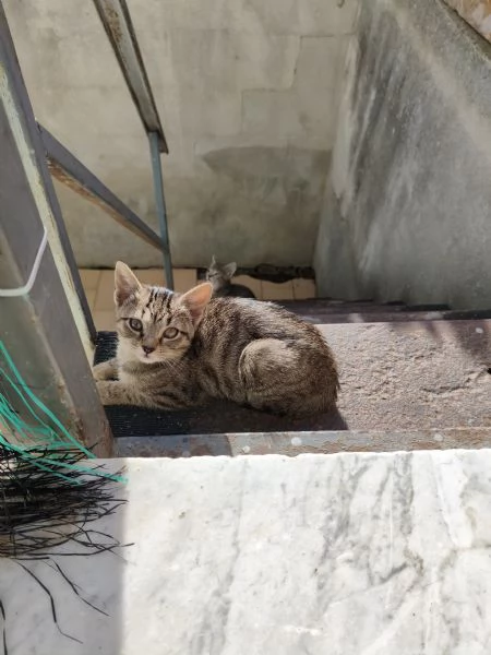 4 gattini regalo | Foto 2