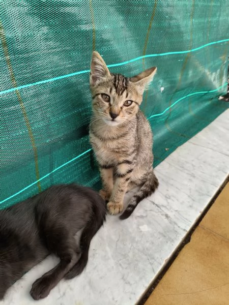 4 gattini regalo | Foto 1