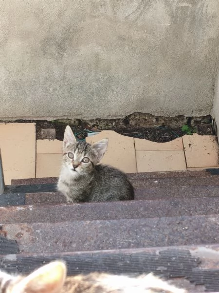 4 gattini regalo | Foto 0