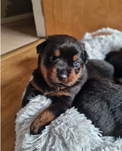 Deliziosi cuccioli di Rottweiler per adozione | Foto 5