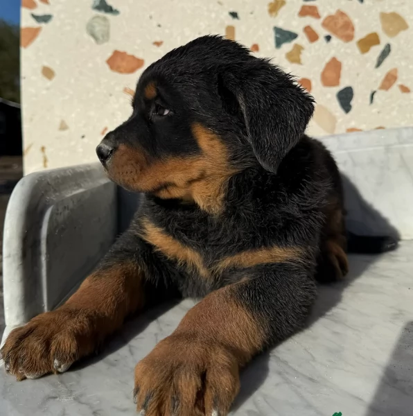 Deliziosi cuccioli di Rottweiler per adozione | Foto 4