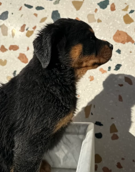 Deliziosi cuccioli di Rottweiler per adozione | Foto 0