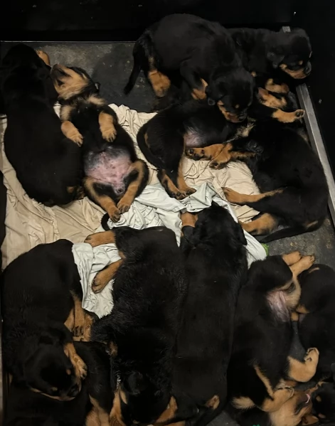 Deliziosi cuccioli di Rottweiler per adozione | Foto 5