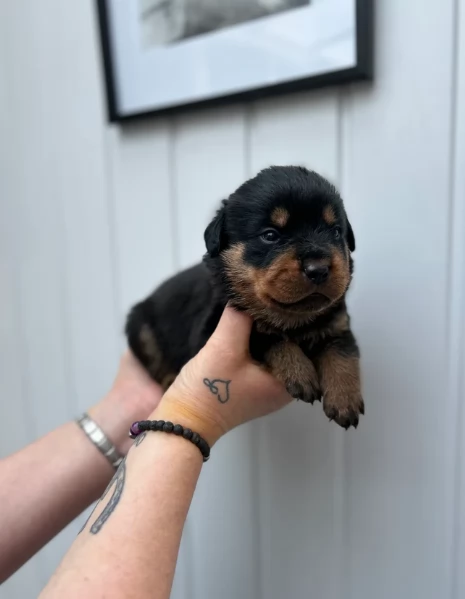 Deliziosi cuccioli di Rottweiler per adozione | Foto 0
