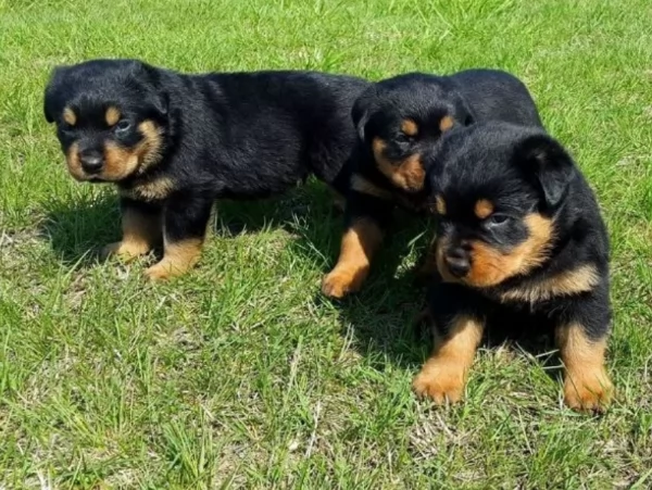 Deliziosi cuccioli di Rottweiler per adozione | Foto 4