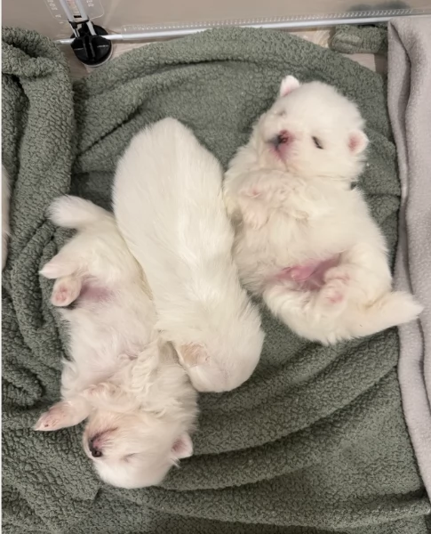 bellissimo cucciolo di Volpino Pomerania per Adozne