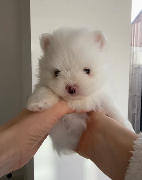 bellissimo cucciolo di Volpino Pomerania per Adozne | Foto 4