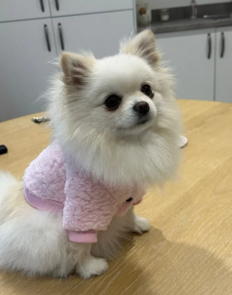 bellissimo cucciolo di Volpino Pomerania per Adozne | Foto 3