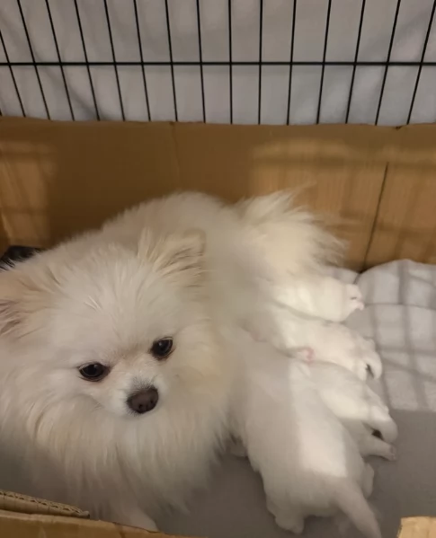 bellissimo cucciolo di Volpino Pomerania per Adozne | Foto 0