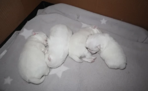 bellissimo cucciolo di Volpino Pomerania per Adozne | Foto 3